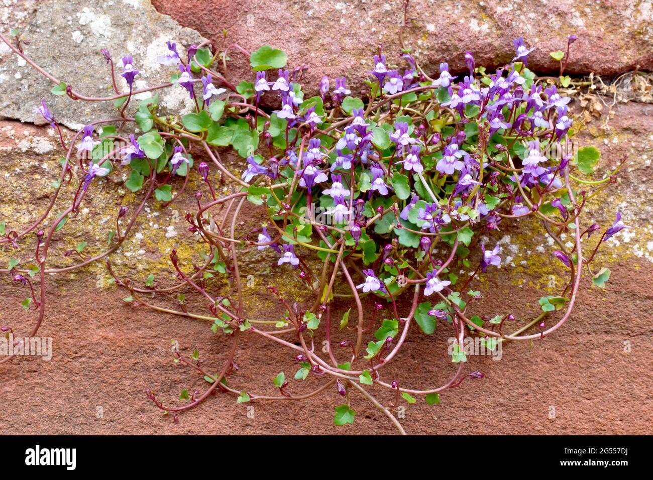 Ivy-leaved Toadflax (cymbalaria muralis), close up showng the plant growing from a crack in the mortar of a sandstone wall. Stock Photo
