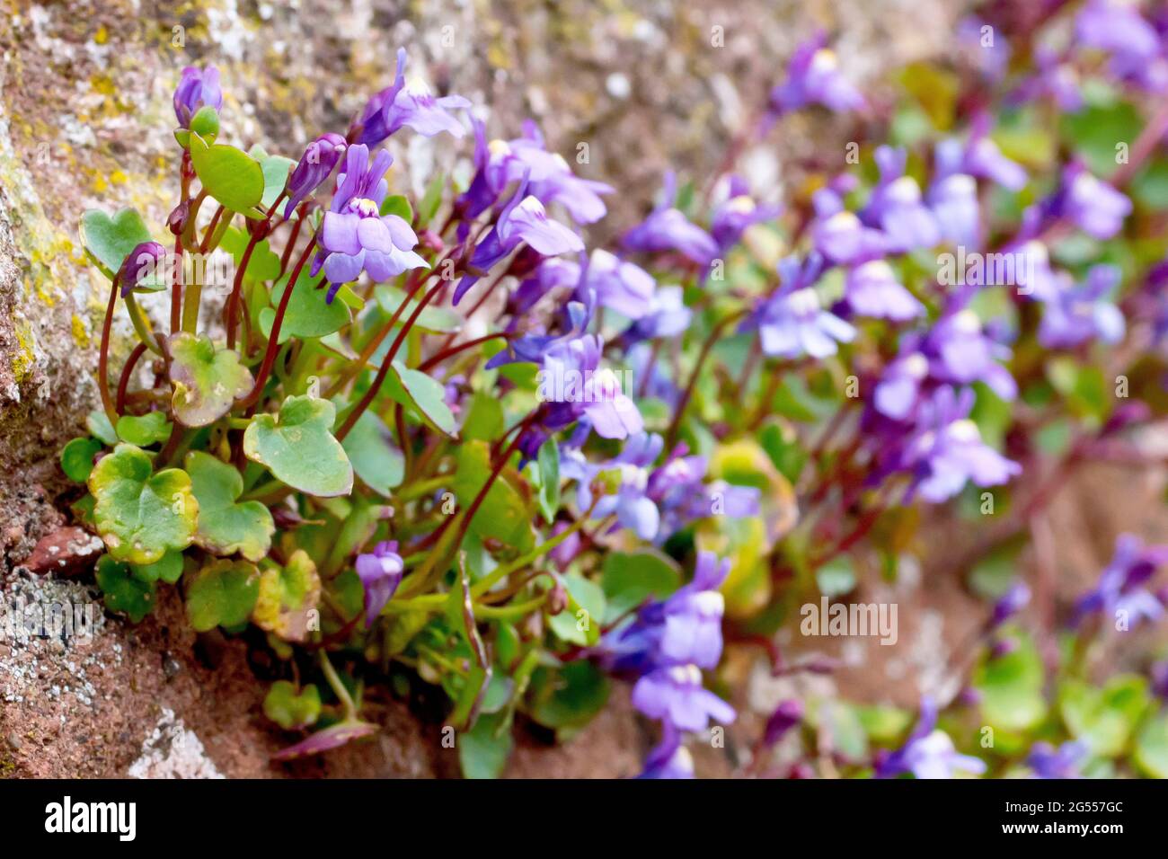 Ivy-leaved Toadflax (cymbalaria muralis), close up showng the plant growing along a crack in the mortar of a sandstone wall. Stock Photo