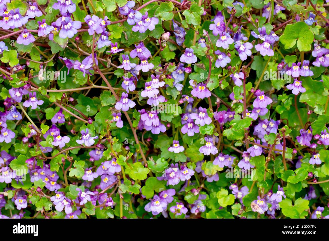 Ivy-leaved Toadflax (cymbalaria muralis), close up showng a mass of flowers growing at the base of a wall. Stock Photo