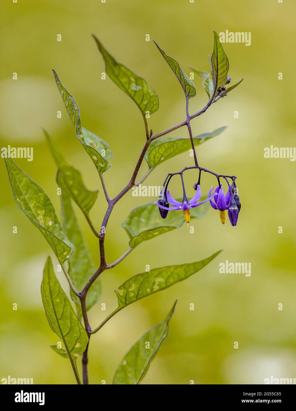 Bittersweet nightshade (Solanum dulcamara) plant, leaves and flowers in bloom on tranquil green background. Vegetation scene in nature of Europe. The Stock Photo