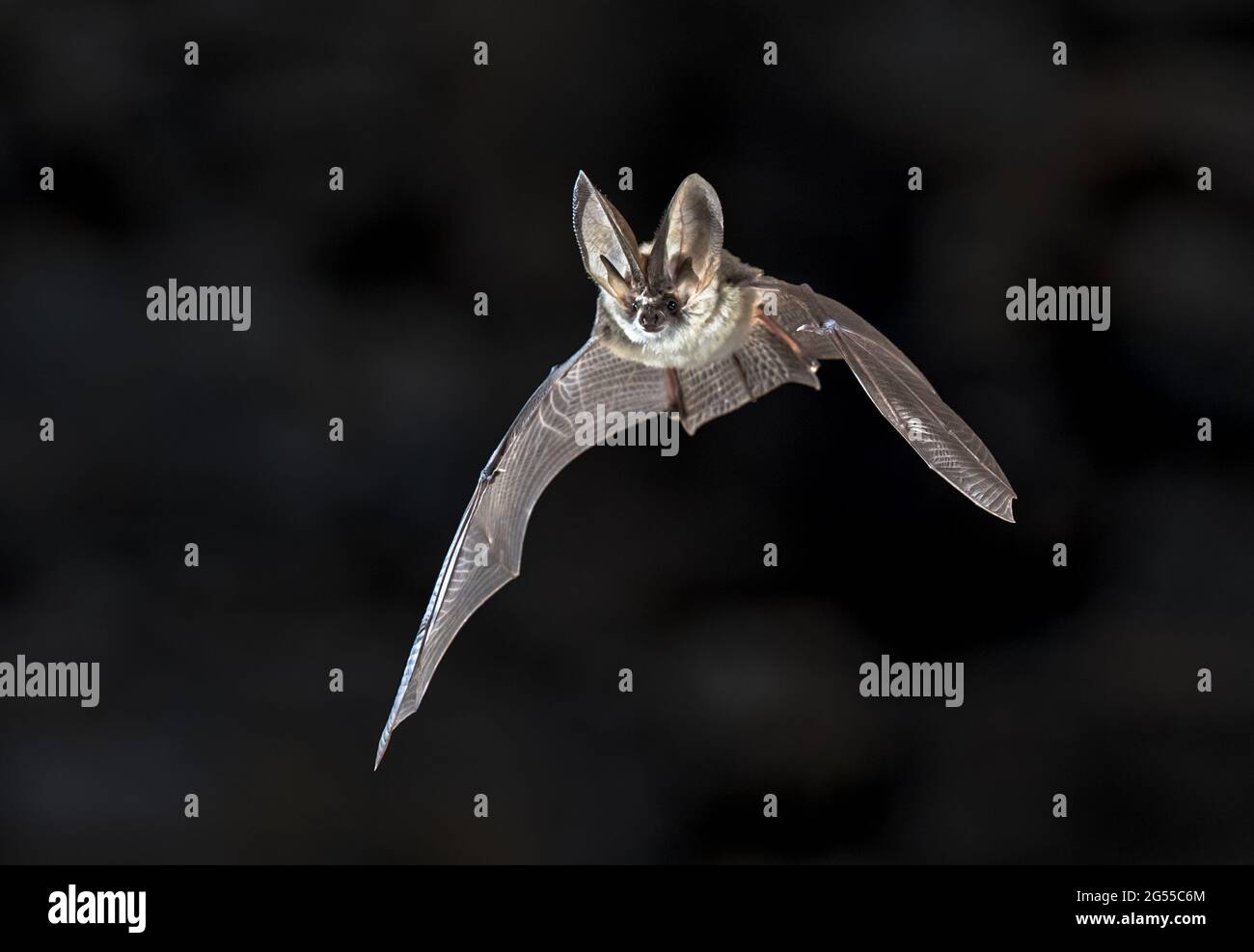 Flying bat on dark background. The grey long-eared bat (Plecotus austriacus) is a fairly large European bat. It has distinctive ears, long and with a Stock Photo