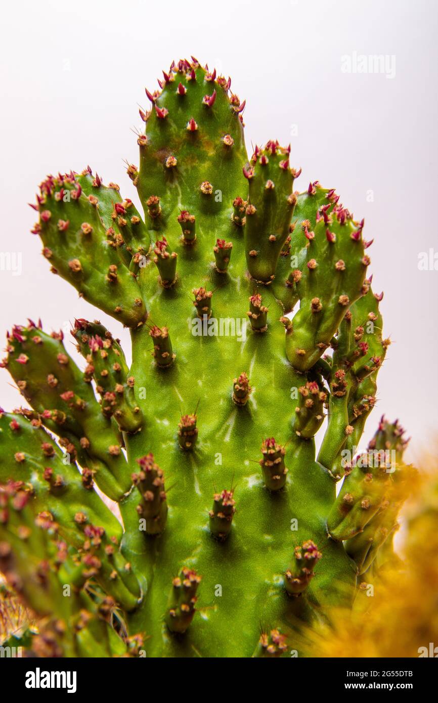 Flat cactus flower with pink needles. Indoor plant. Close-up Stock Photo