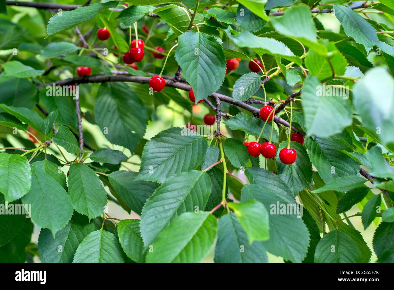 Cherries on a sunlit tree. The cherries are not yet fully ripe. Stock Photo