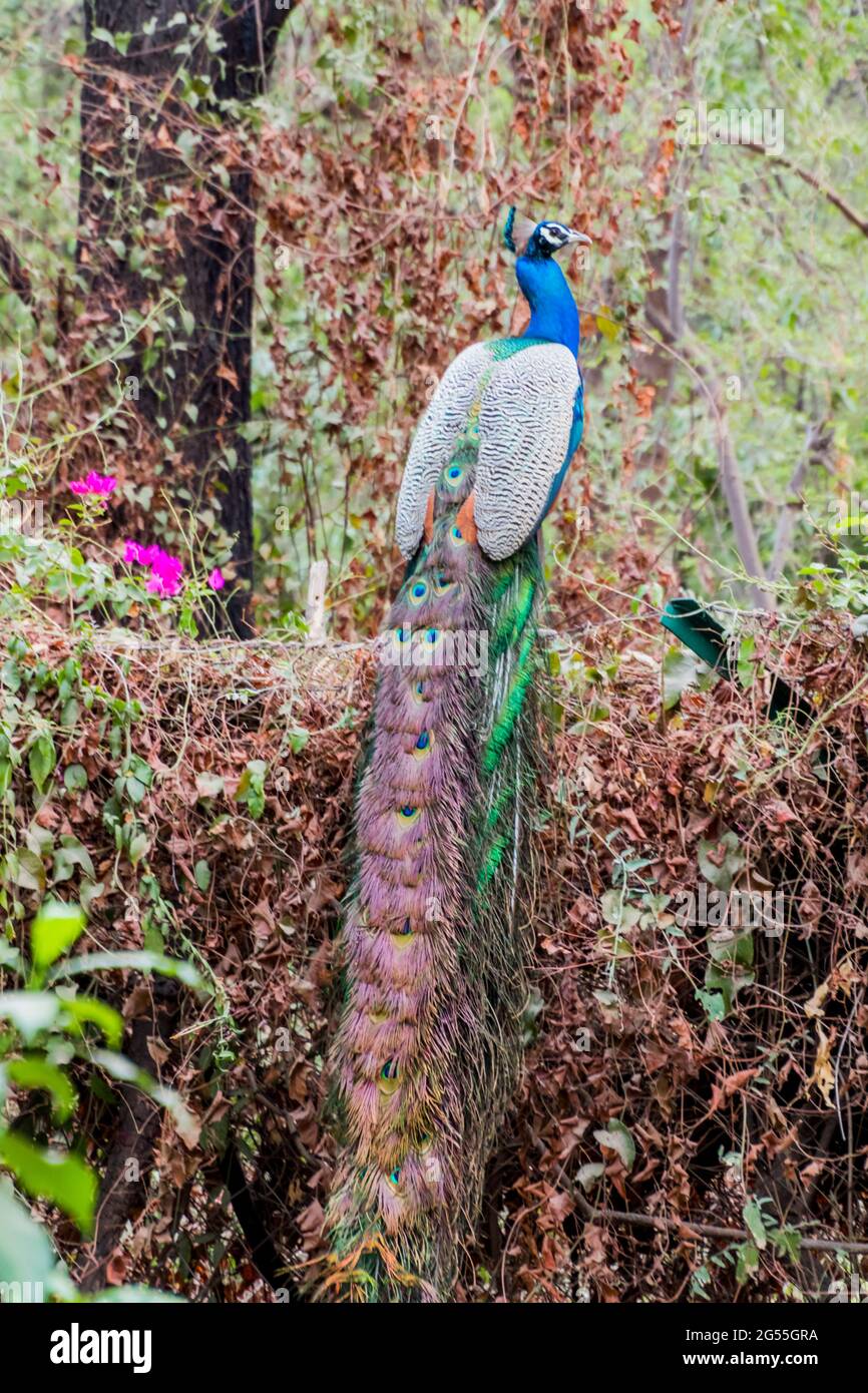 Indian Peacock from the back Stock Photo Alamy