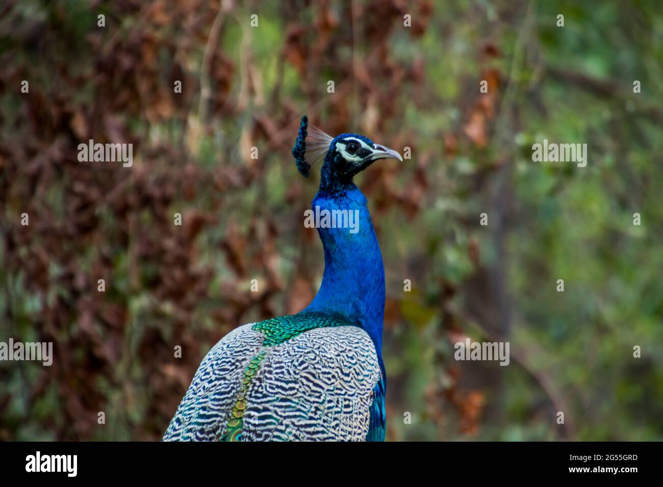 Indian Peacock from the back Stock Photo Alamy