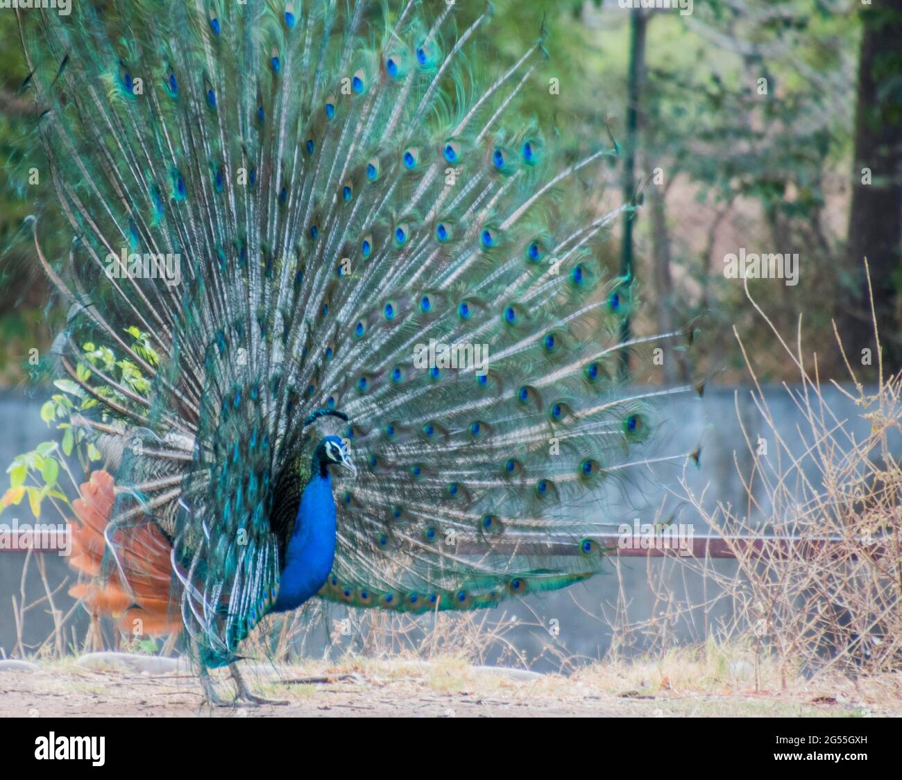 Indian Peacock from the back Stock Photo