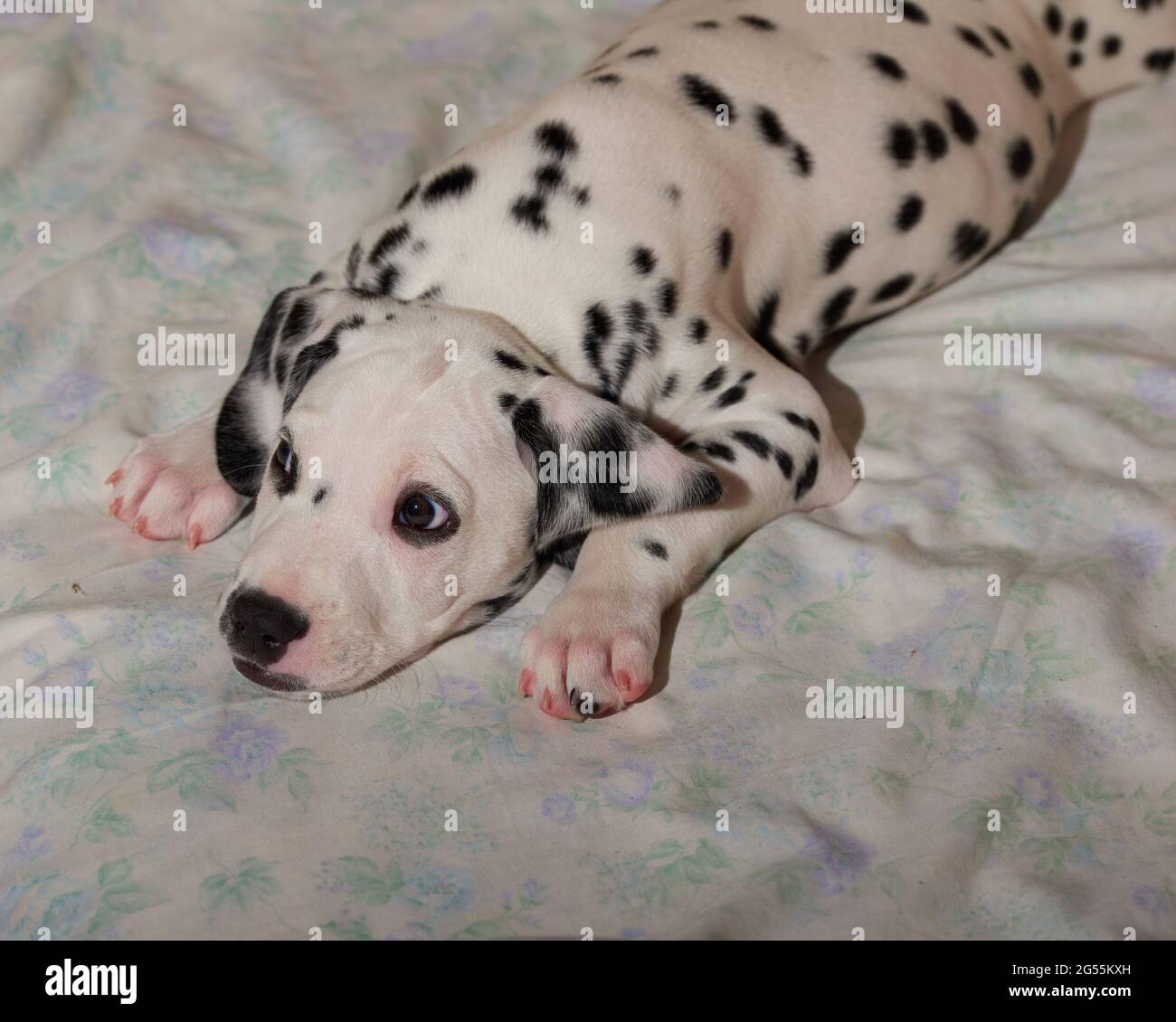 cuddly dalmatian