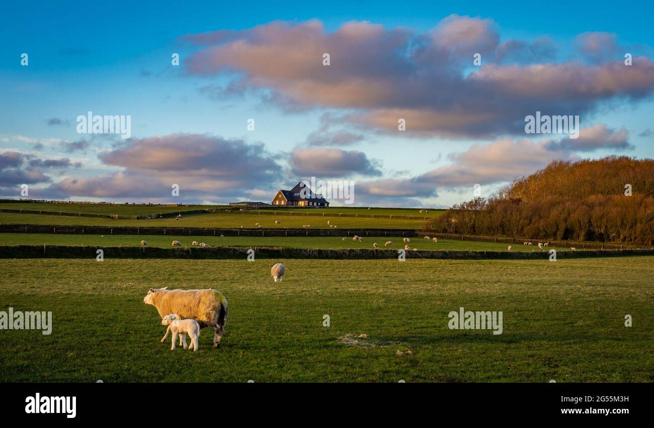 Landscape of Texel, view of the highest point of the island Stock Photo