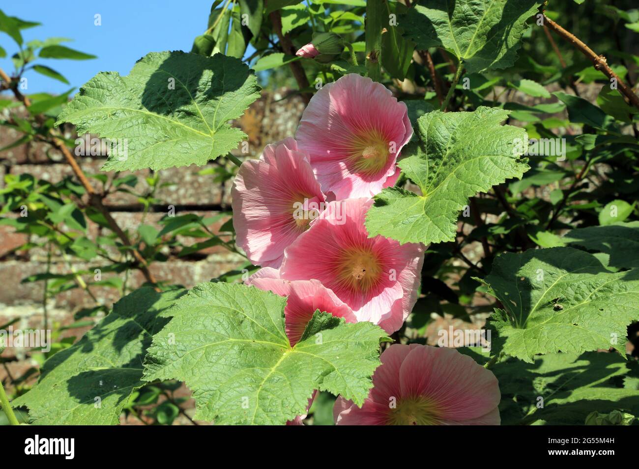 Pink hollyhock flower against a wall at Stodmarsh, Canterbury, Kent