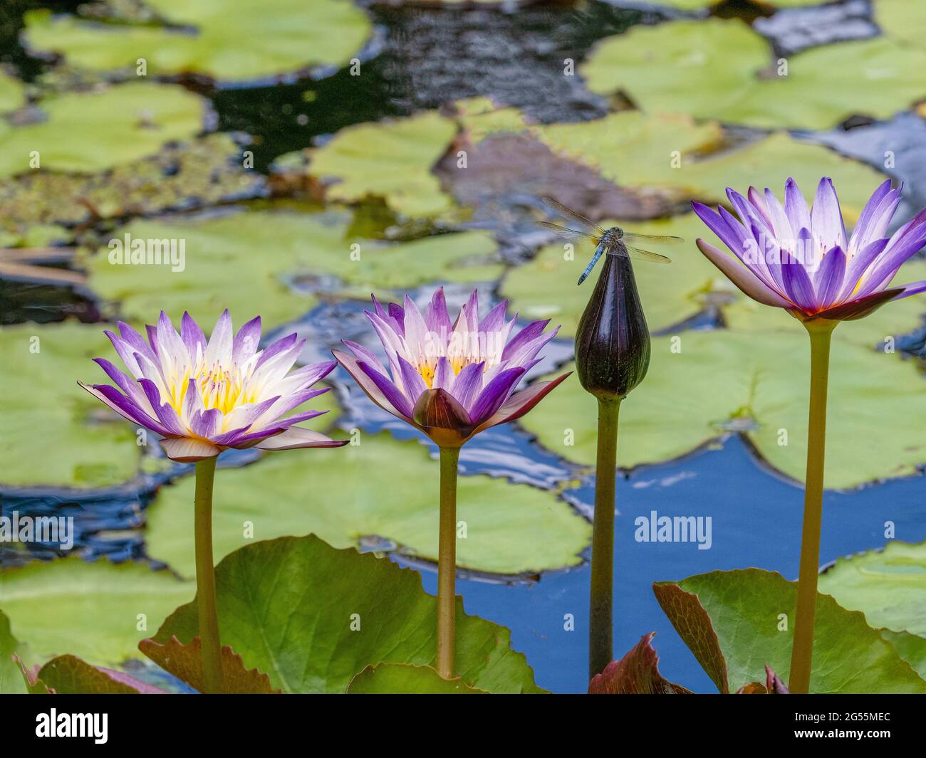 Dragonfly on a Waterlily amoung a group of Water Lilies in a pond in Southwest Florida USA Stock Photo