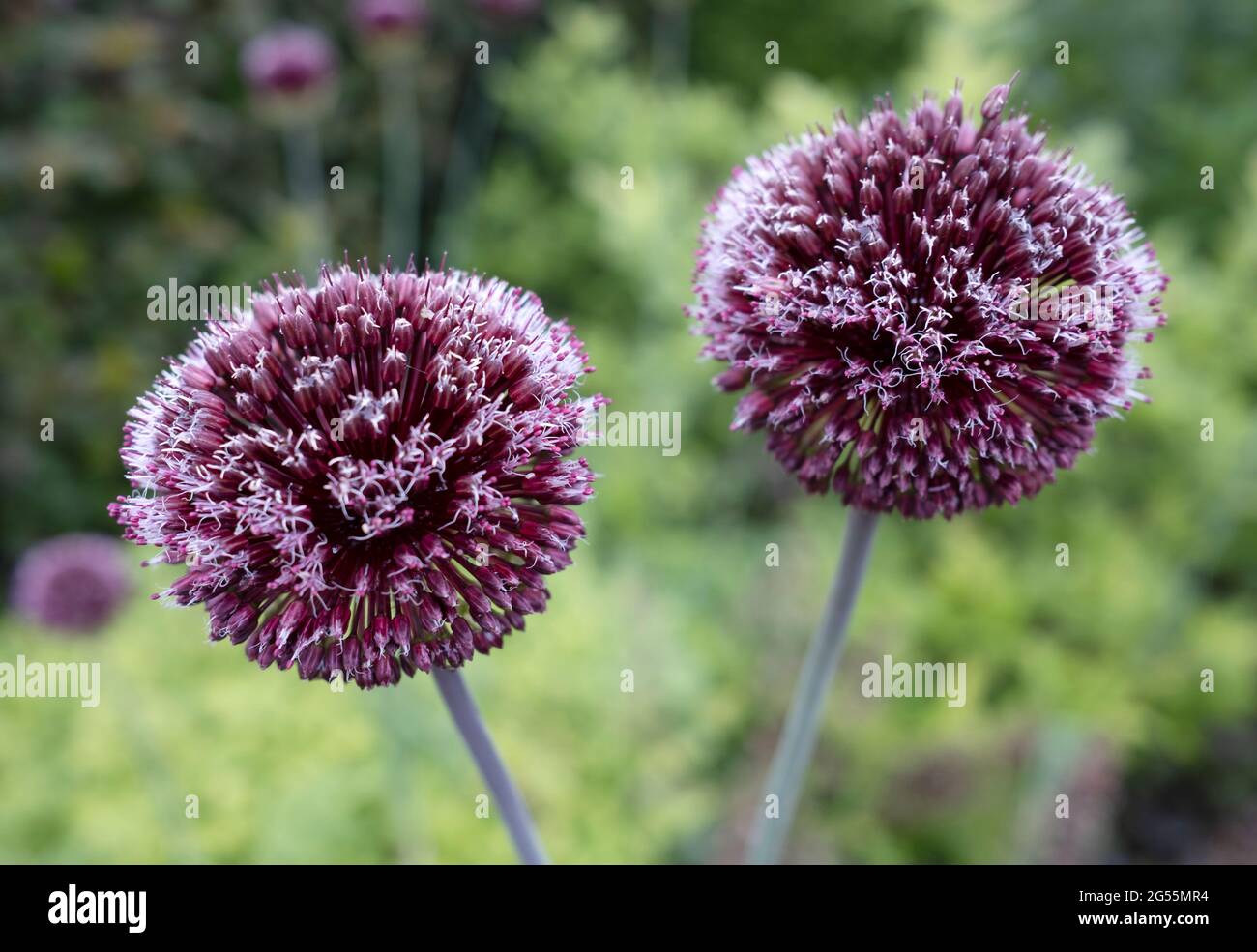 Allium atroviolaceum Boiss Broadleaf Wild Leek flowers in closeup Stock Photo