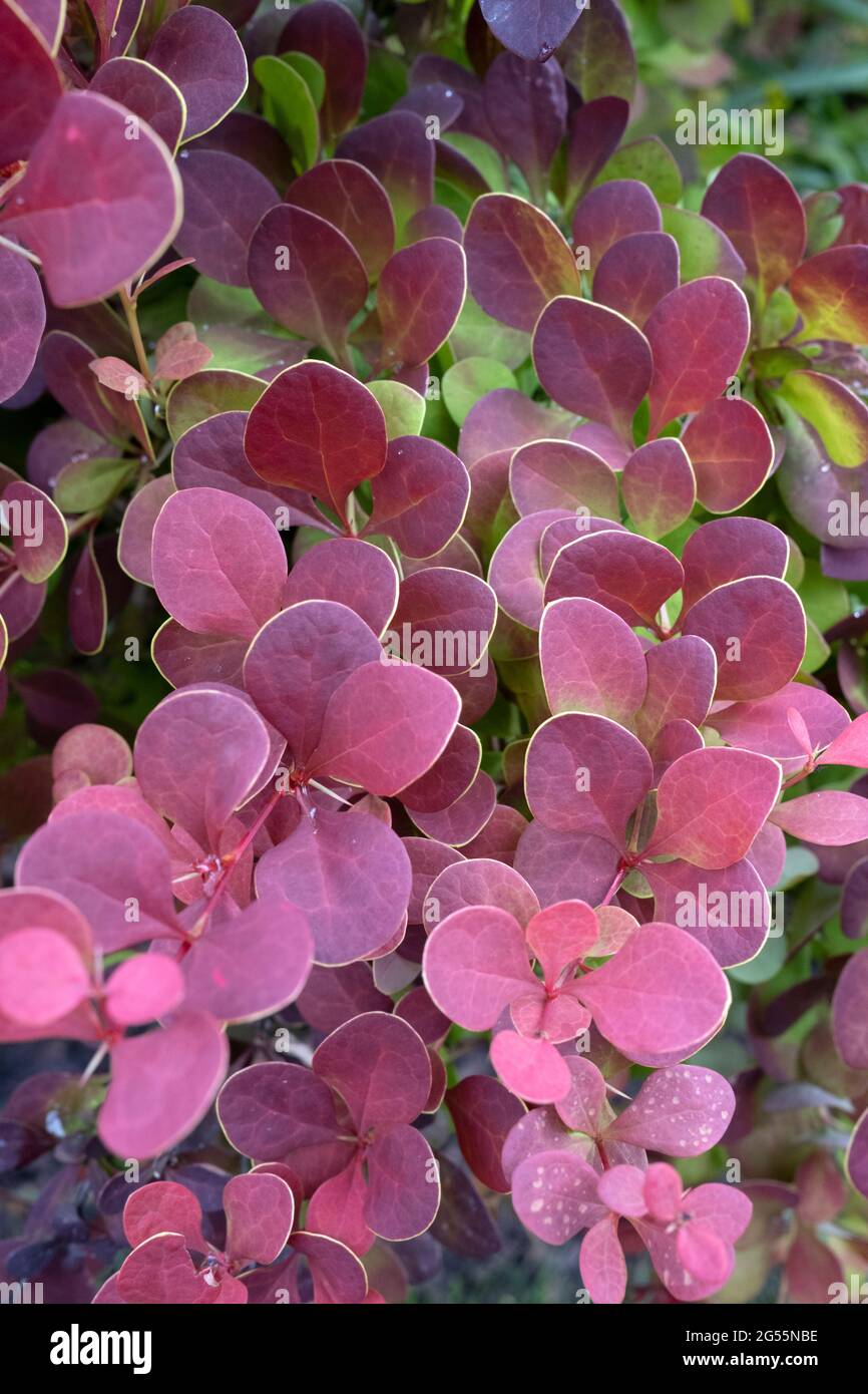 The Purple Barberry, Berberis thunbergii atropurpurea leaves in closeup Stock Photo