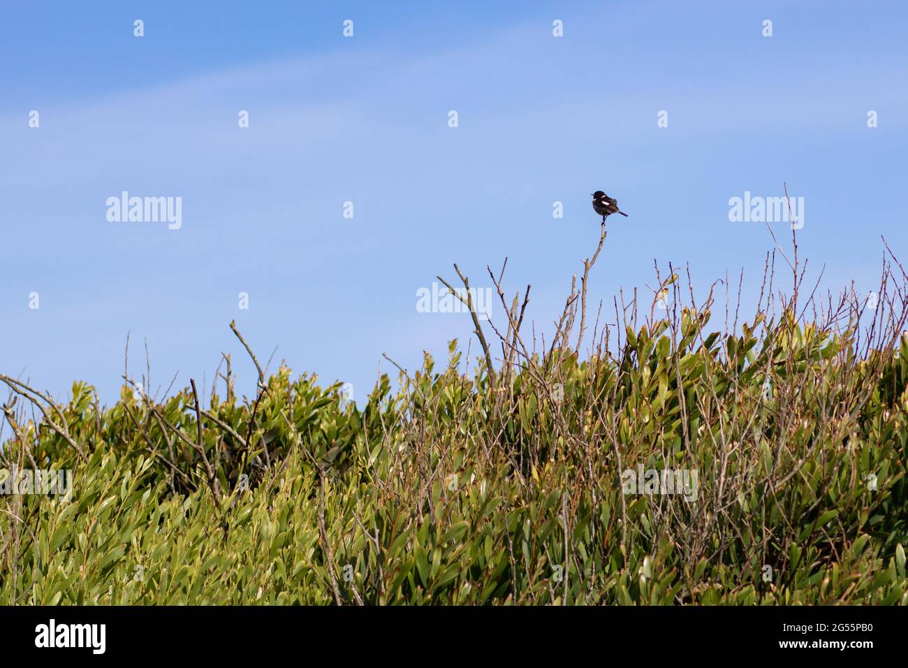 African stonechat standing on a bush branch against the blue sky. Landscape photography of bird in coastal area with empty space for text Stock Photo