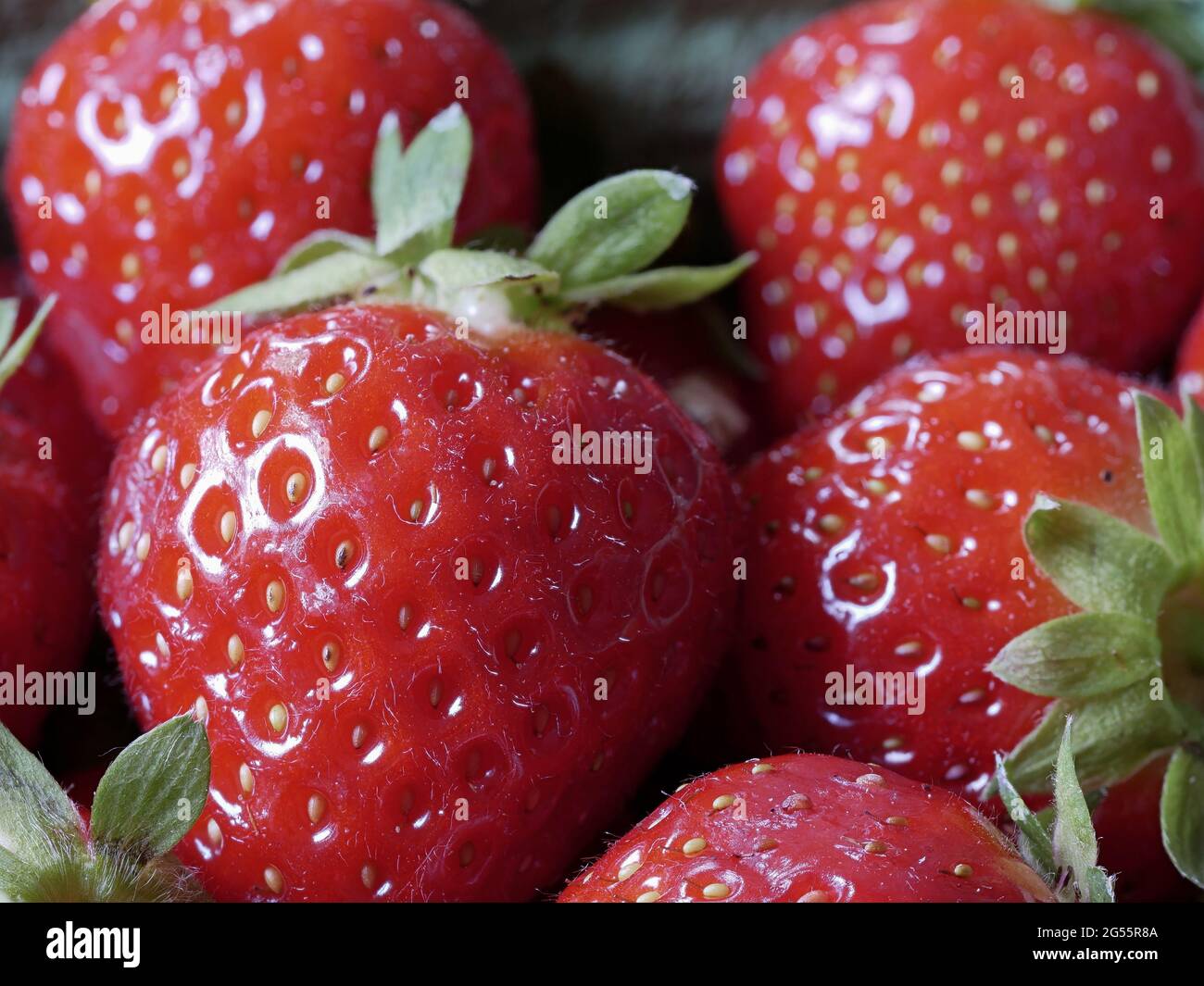 Close-up of Freshly Harvested Strawberries Stock Photo