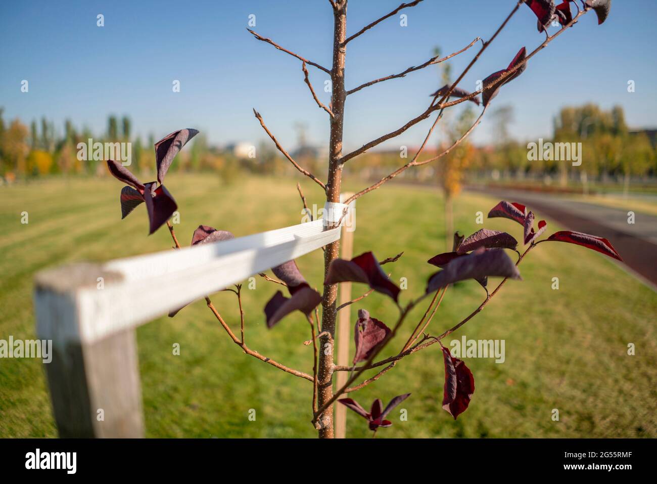 Propped tree branch hi-res stock photography and images - Alamy
