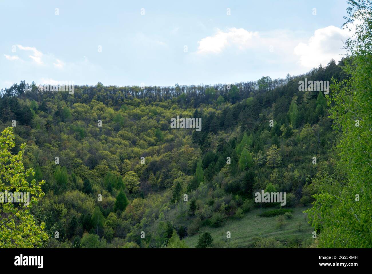 Mixed forest against the sky. Nature background. Stock Photo