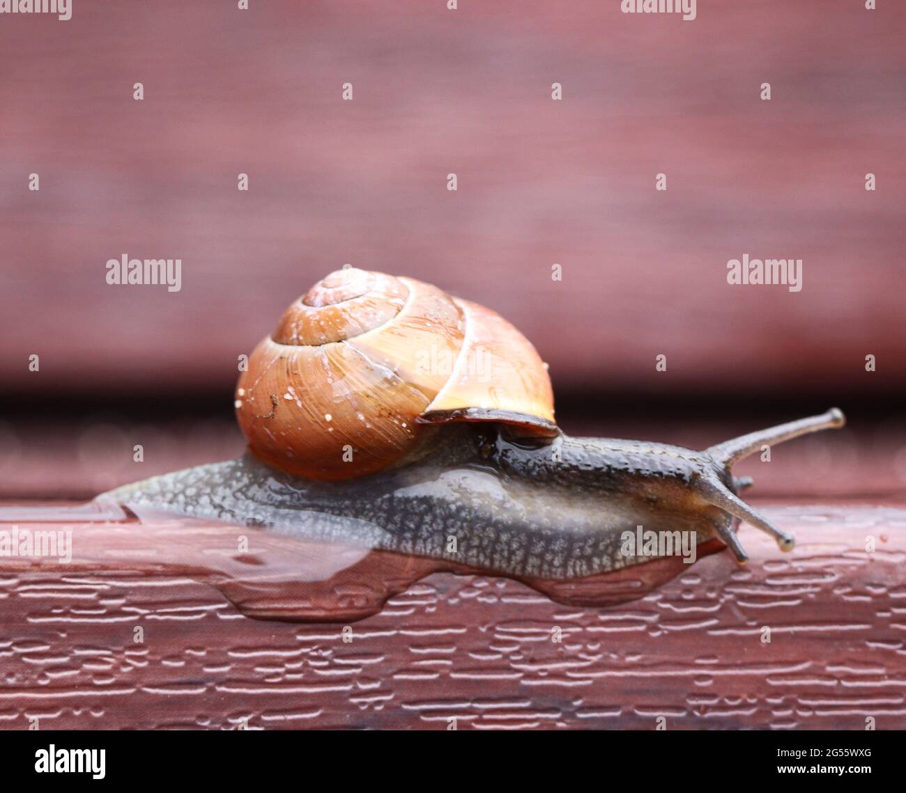 Garden Snail on a rainy da Stock Photo