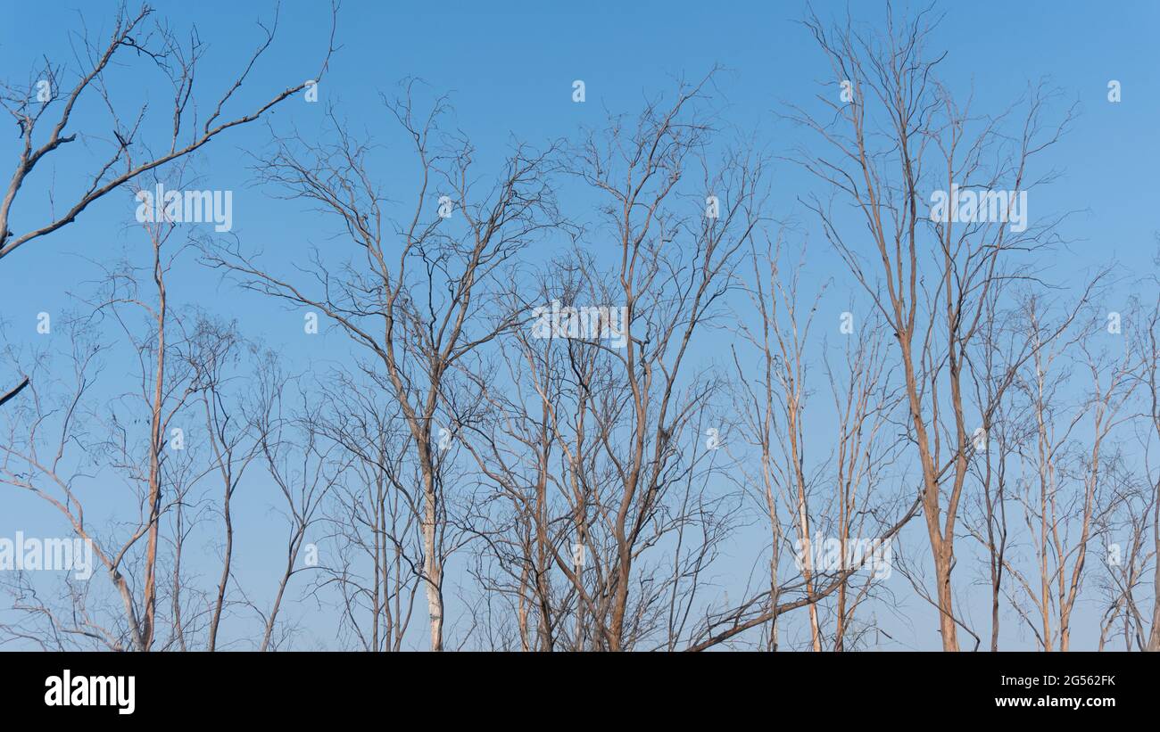 Hardwood trees hi-res stock photography and images - Alamy