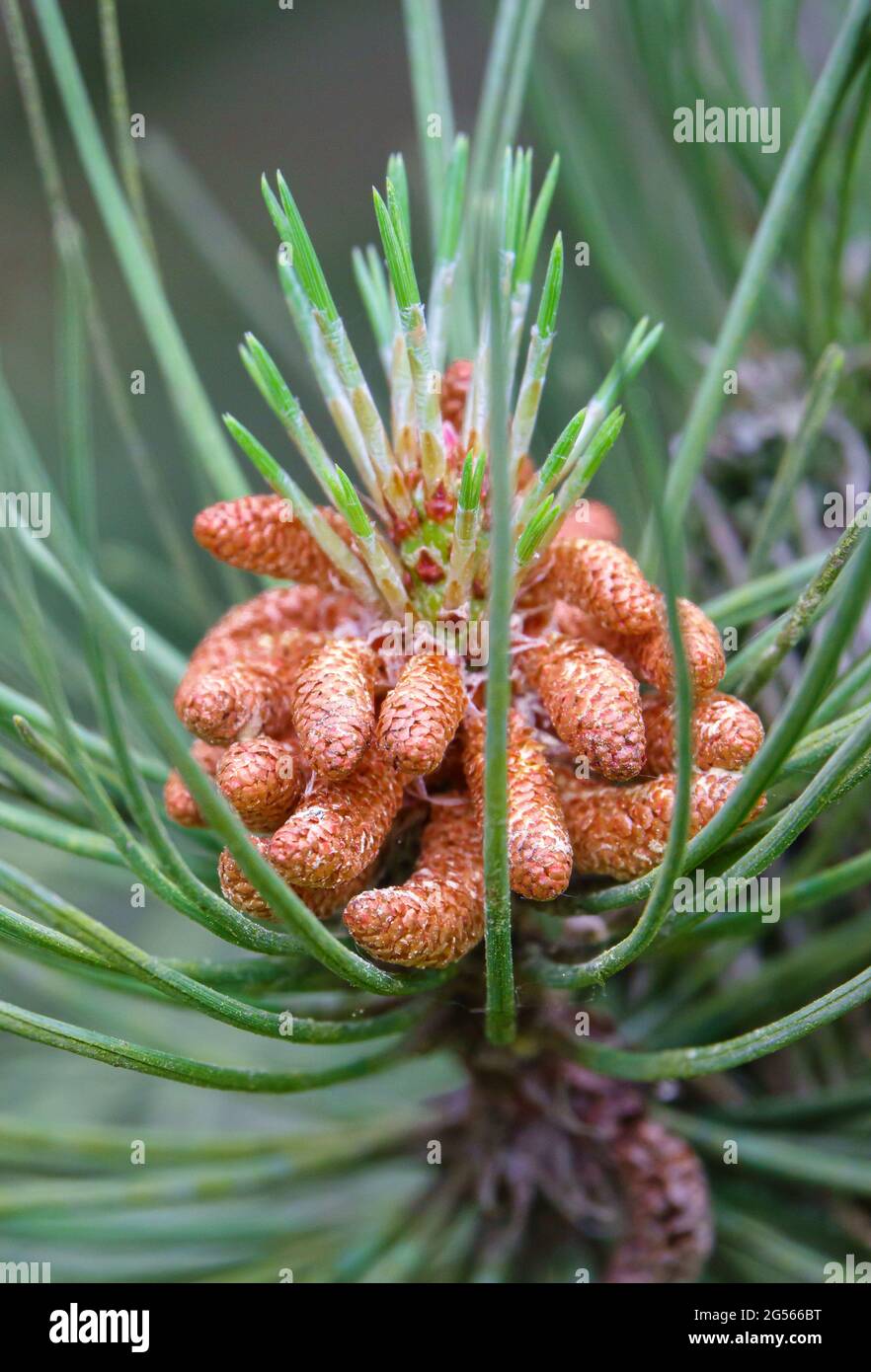 close up of young pine cone amongst vibrant green pines needles Stock ...