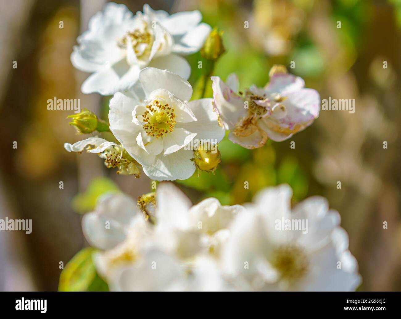 a beautiful bunch of white hedgerow roses (Rosa alba semi-plena) growing wild on Salisbury Plain, Wiltshire Stock Photo