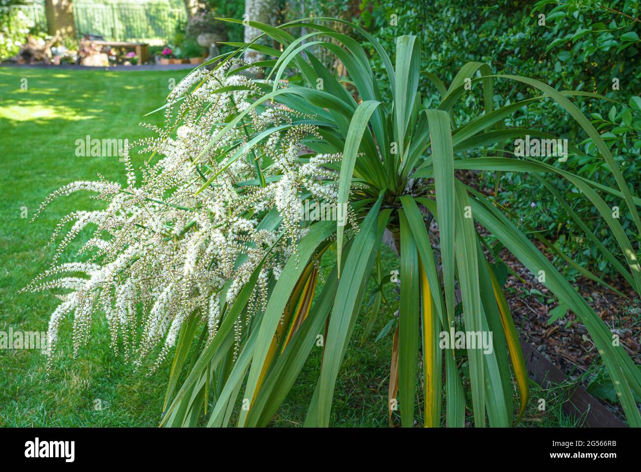 Flower head emerging on a cordyline australis, commonly known as the