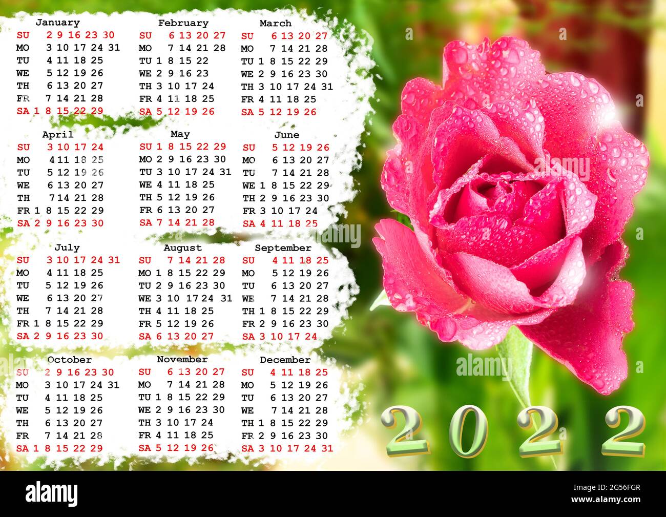 Photo of a pink rose for a wall calendar for 2022. Wall poster Stock Photo  - Alamy