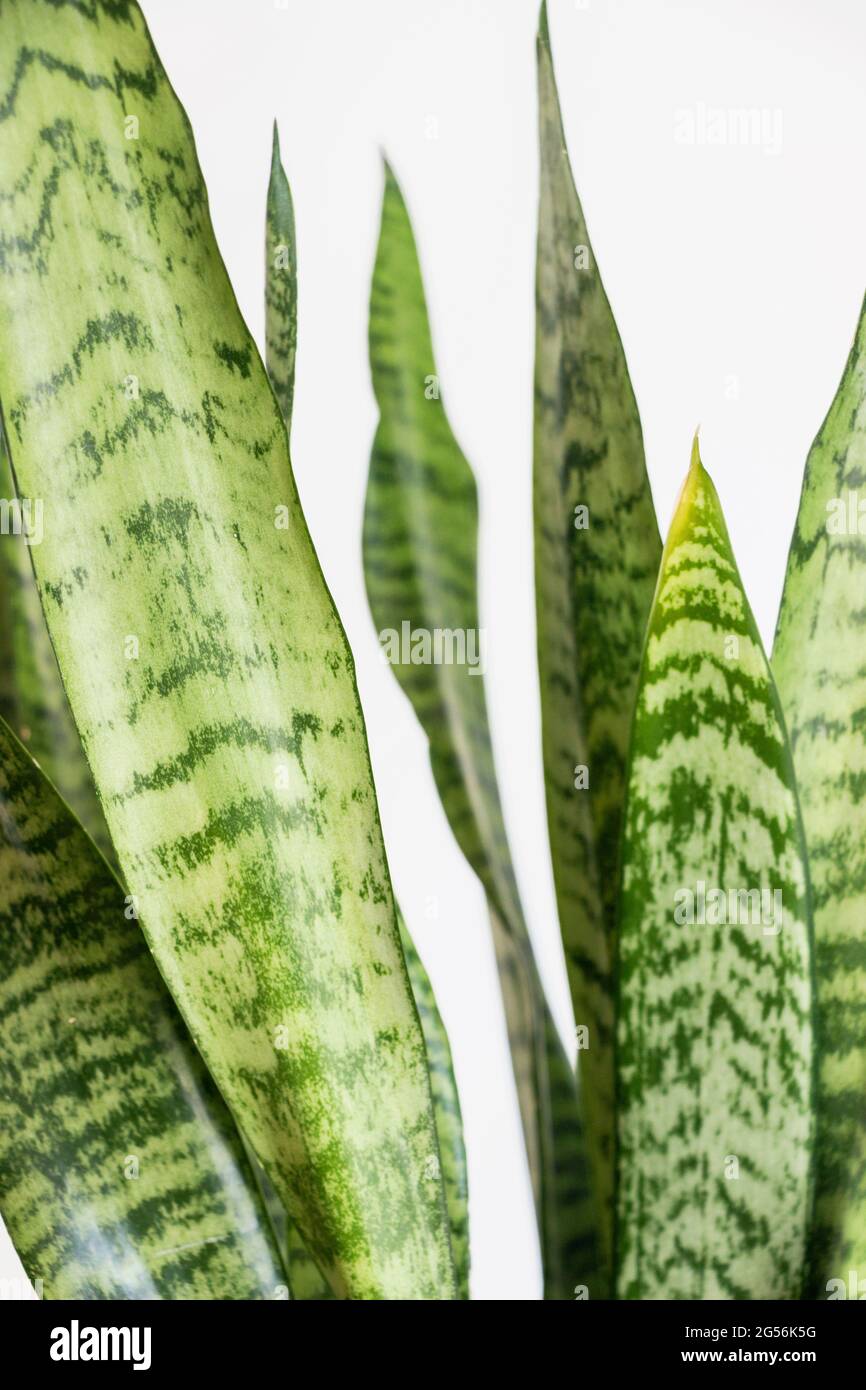 close up of Sansevieria trifasciata Prain (snake plant) with green leaf on white background Stock Photo
