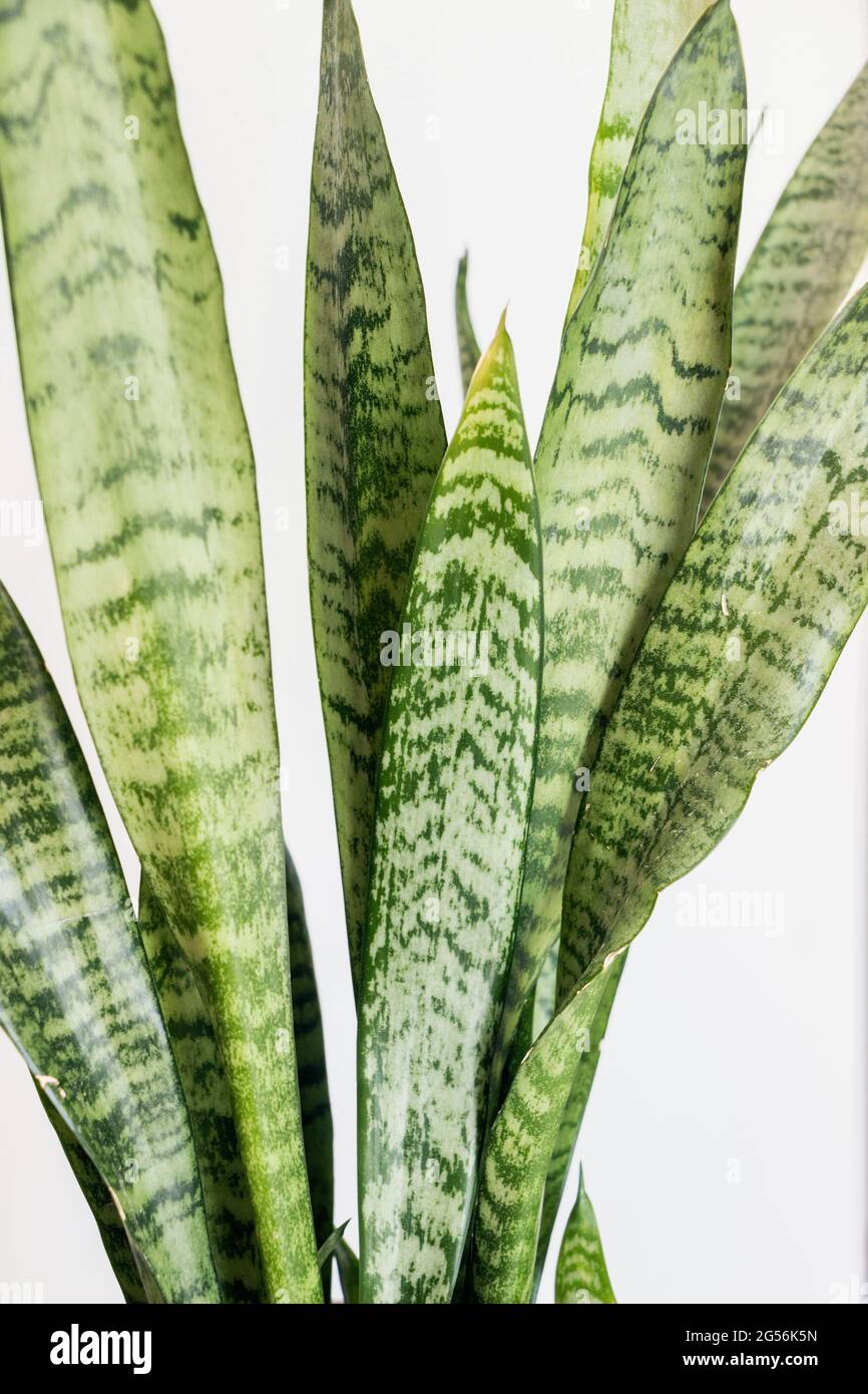 close up of Sansevieria trifasciata Prain (snake plant) with green leaf on white background Stock Photo