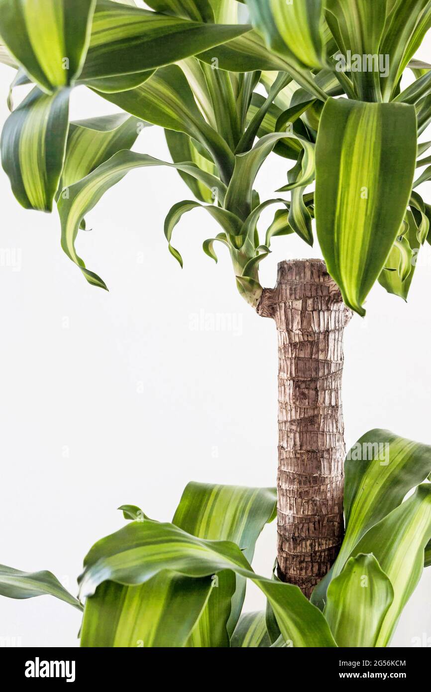 Dracaena fragrans plant with green leaves on white background Stock Photo