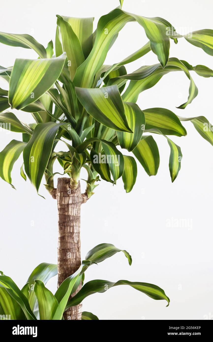 Dracaena fragrans plant with green leaves on white background Stock Photo