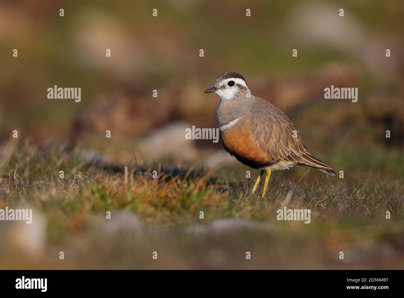 An adult female Eurasian Dotterel (Charadrius morinellus) in breeding plumage at the traditional migration staging post of Pendle Hill, Lancashire, UK Stock Photo