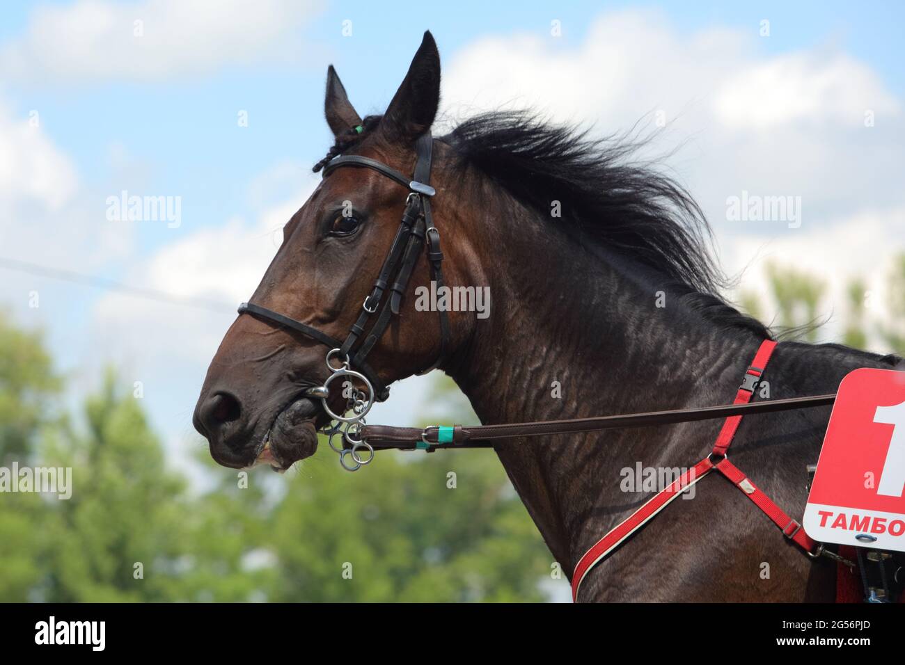 Portrait of a brown race trotter horse Stock Photo