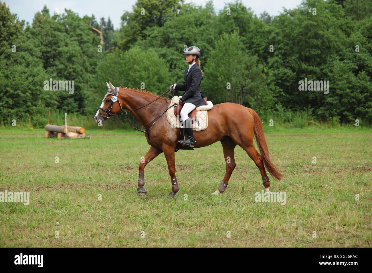 Equestrian model girl riding sportive dressage horse in summer fields