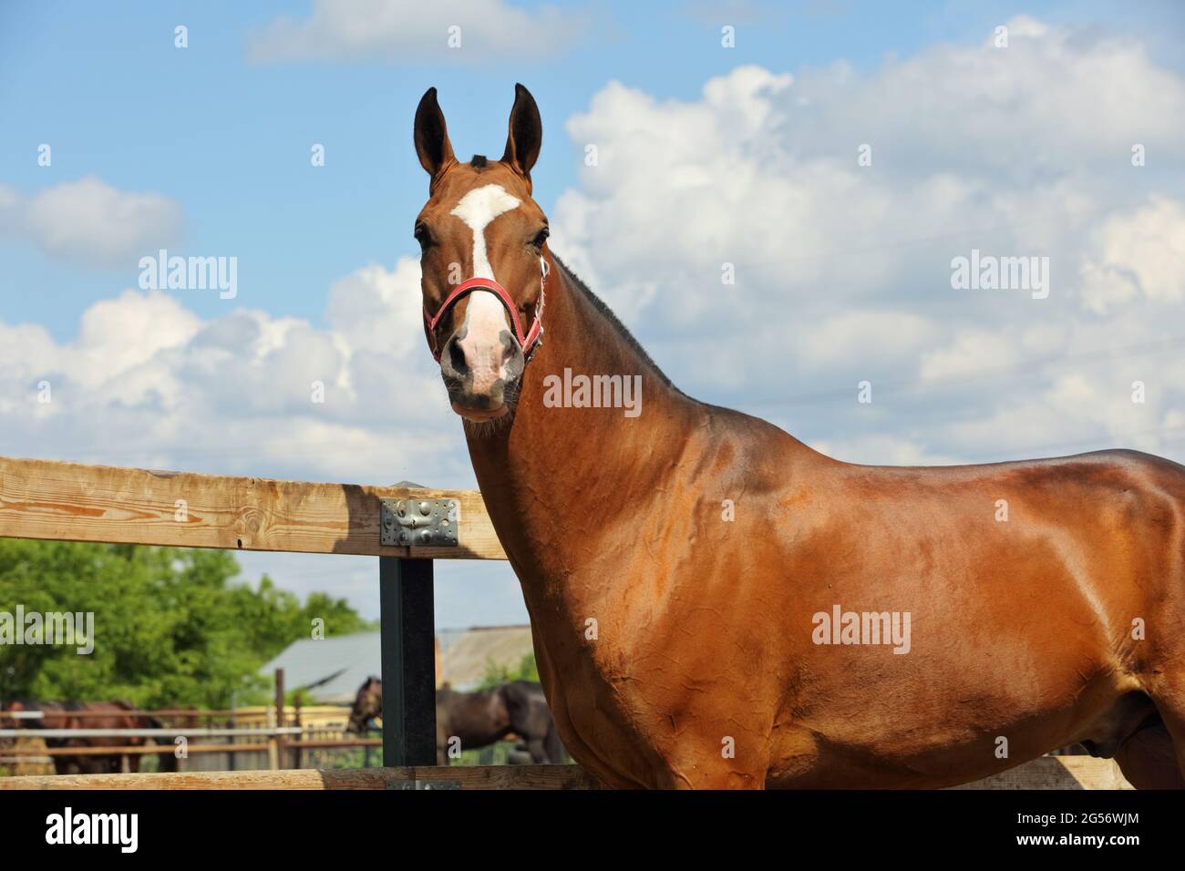 Young aristocratic bay stallion of Akhal Teke horse breed from Turkmenistan, standing in a paddock, wooden poles Stock Photo