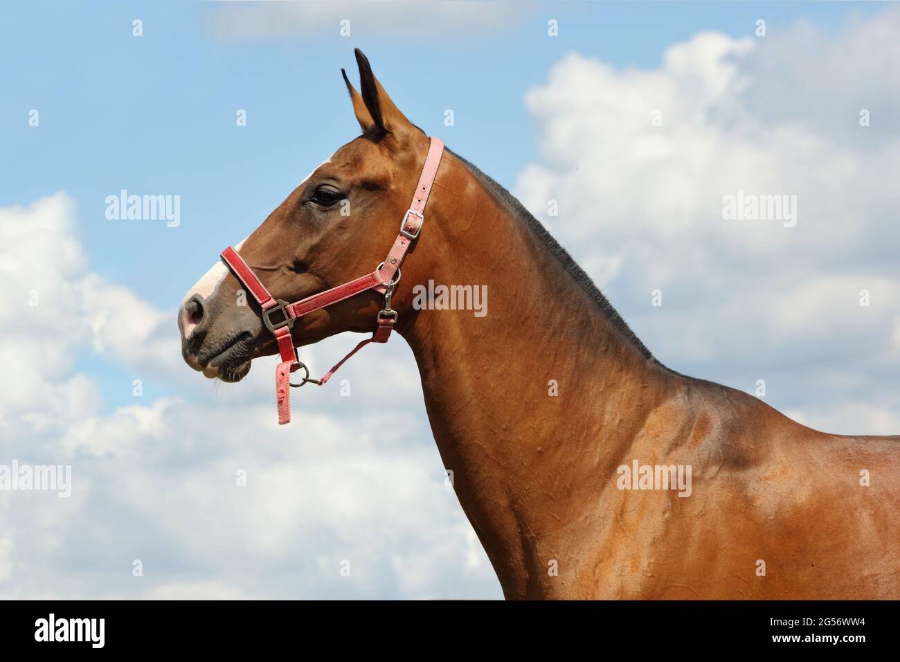 Young aristocratic bay stallion of Akhal Teke horse breed from Turkmenistan, standing in a paddock, wooden poles Stock Photo