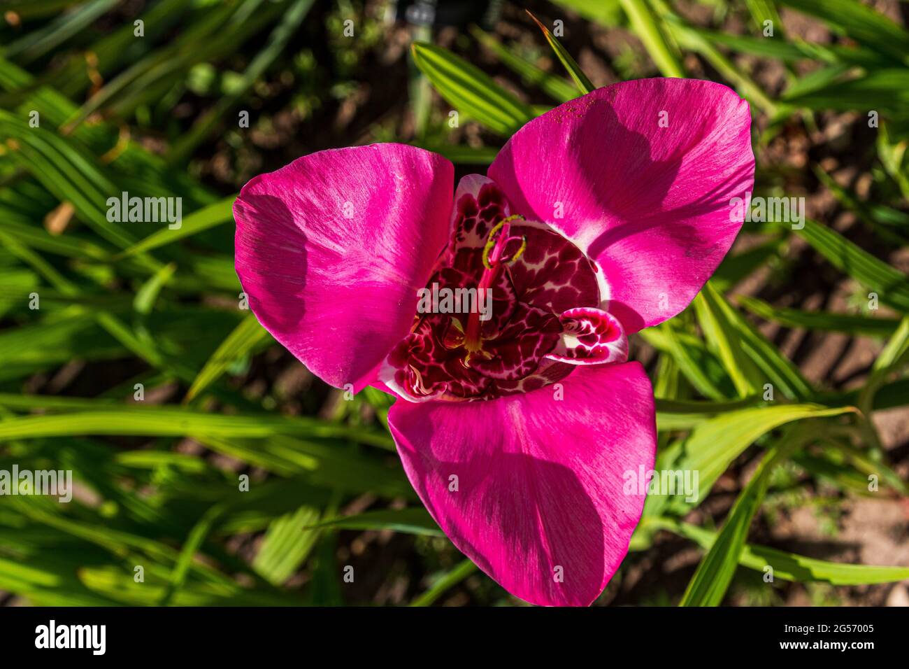 Tigridia. peacock flower. tiger flowers or shell flowers Stock Photo