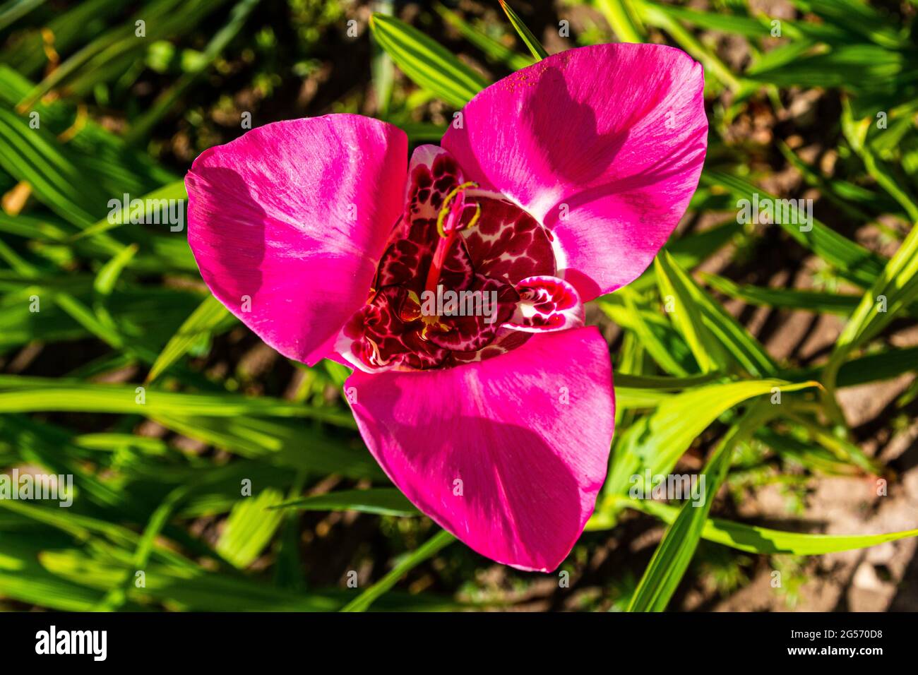 Tigridia. peacock flower. tiger flowers or shell flowers Stock Photo
