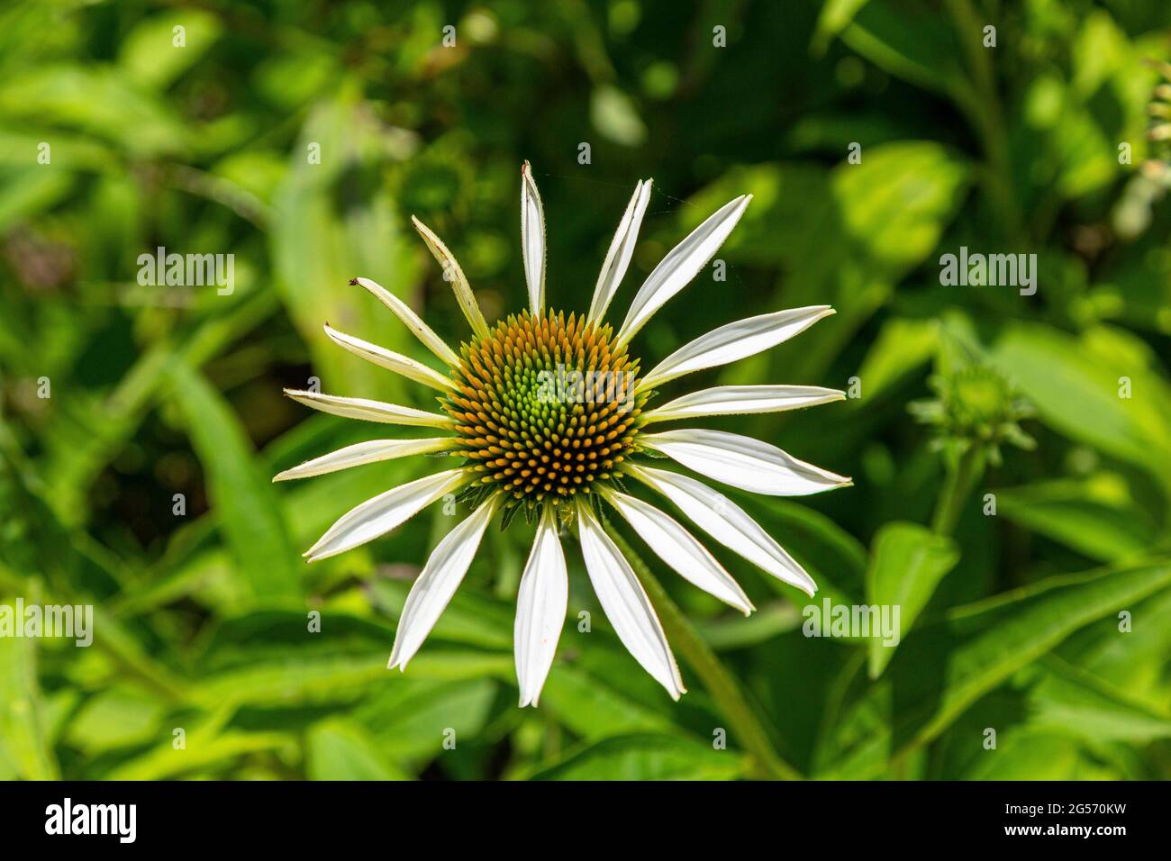 Big daisy. Garden daisy. White yellow flower. Stock Photo