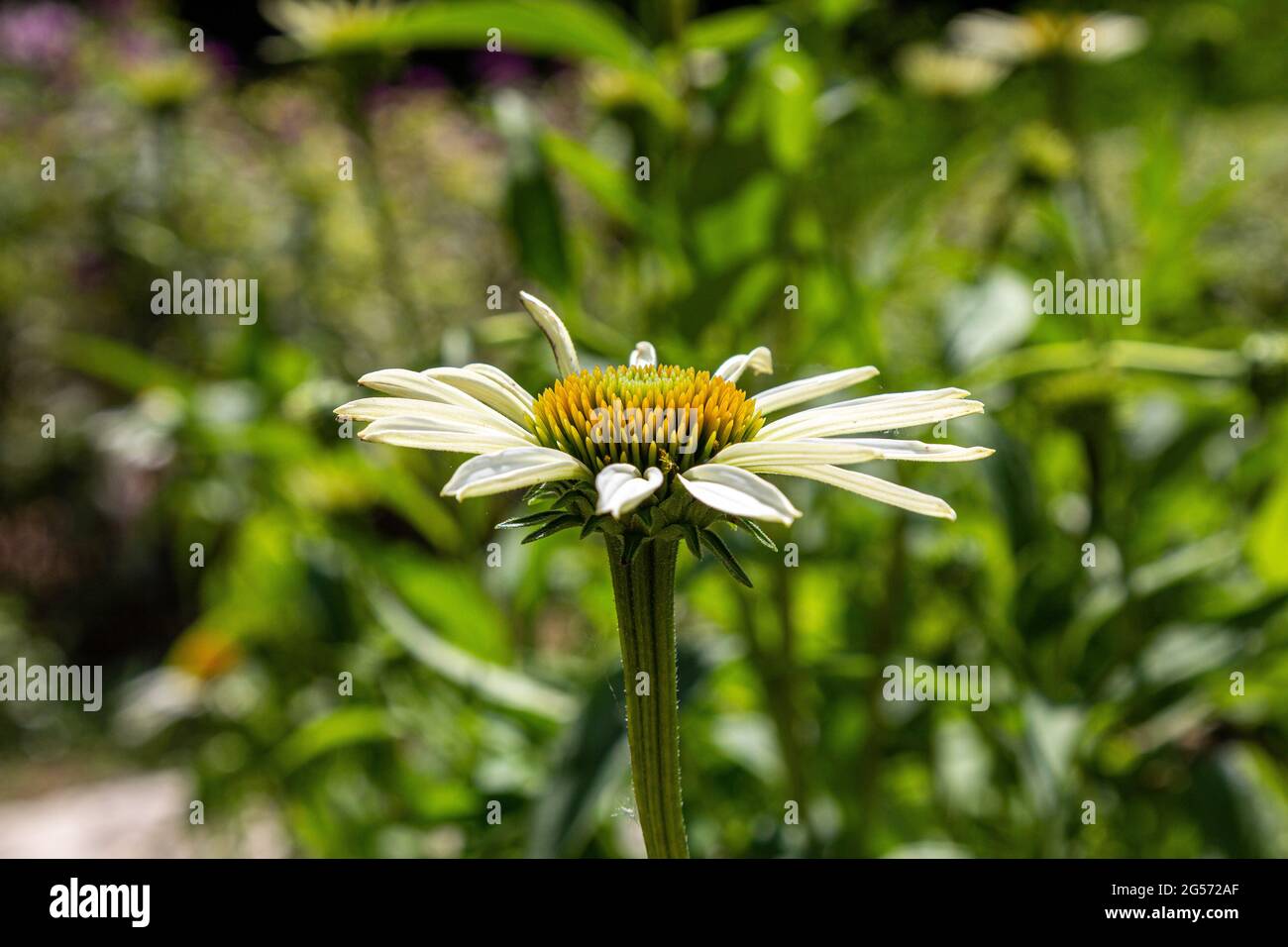Big daisy. Garden daisy. White yellow flower. Stock Photo