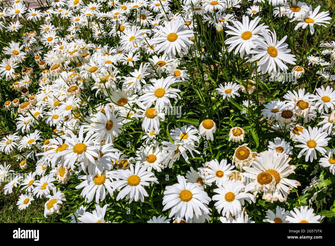 Big daisy hires stock photography and images Alamy