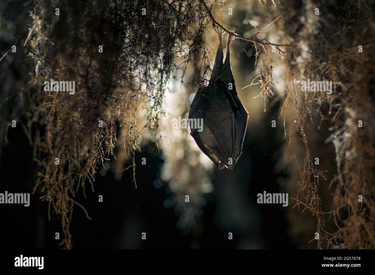 Název Close up small lesser horseshoe bat covered by wings, hanging upside down on top of by roots growth arched cellar while hibernating. Creative w Stock Photo