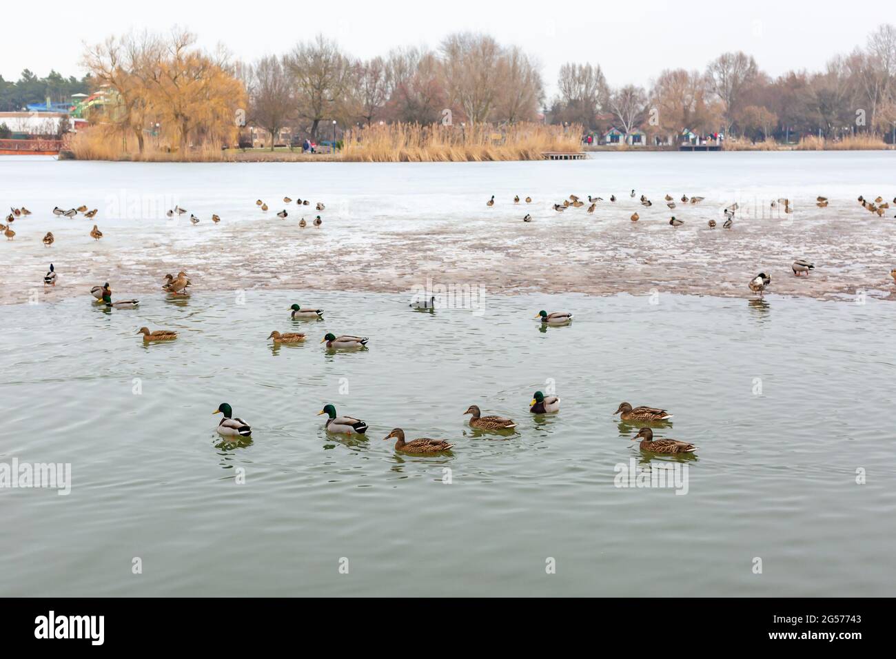 Frozen lake view. Mallard ducks swim in winter lake, resting on ice. Salt lake Sosto Nyiregyhaza, Hungary. Stock Photo