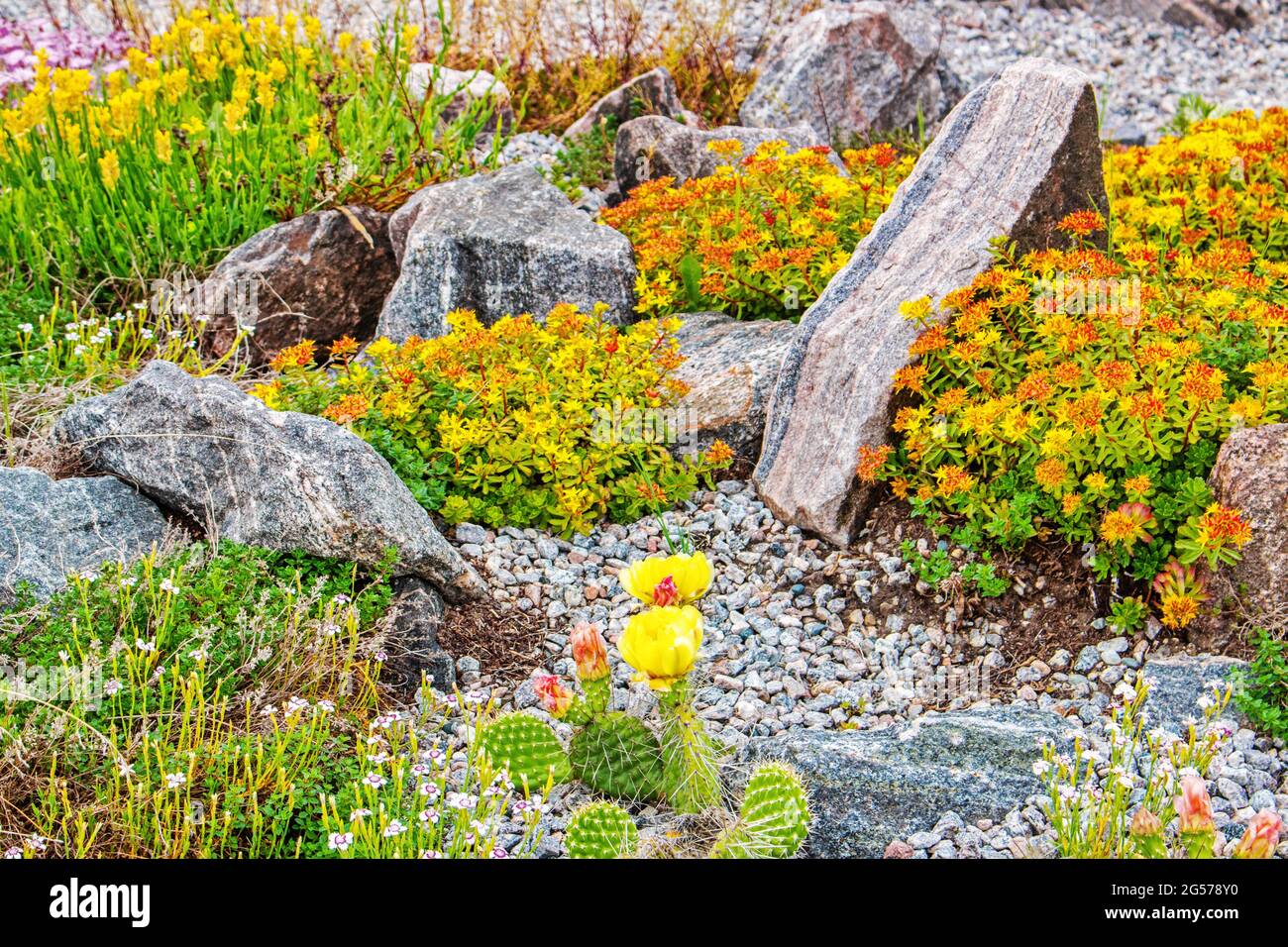 Hardy and cold tolerant succulent plants thrive in northern Ontario rock garden Stock Photo