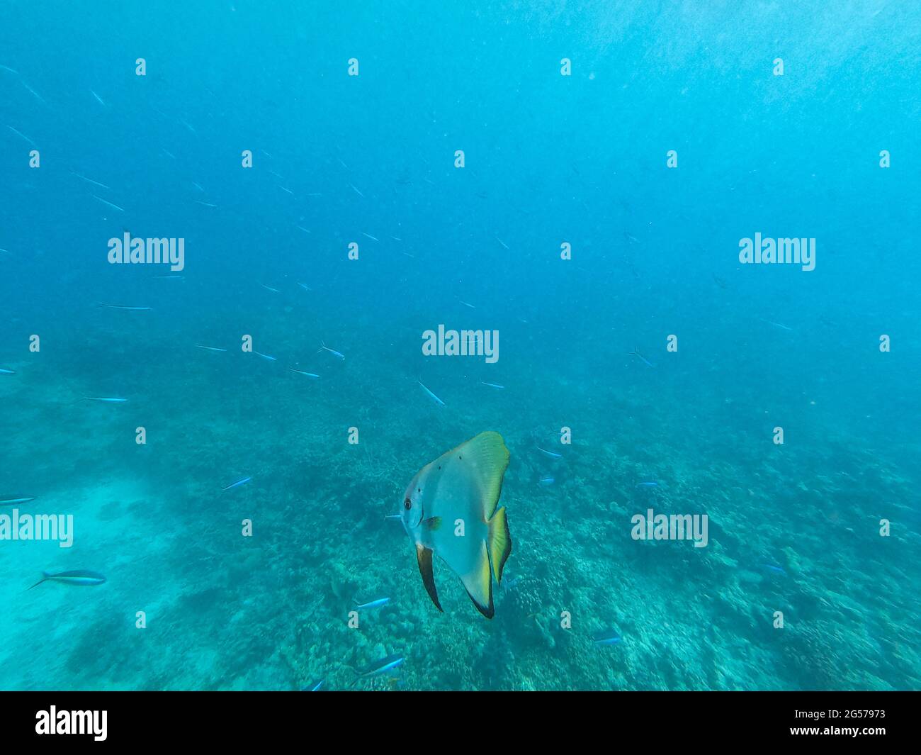 Blue Placeo Angel Fish, South Ari Atoll, Maldives Stock Photo