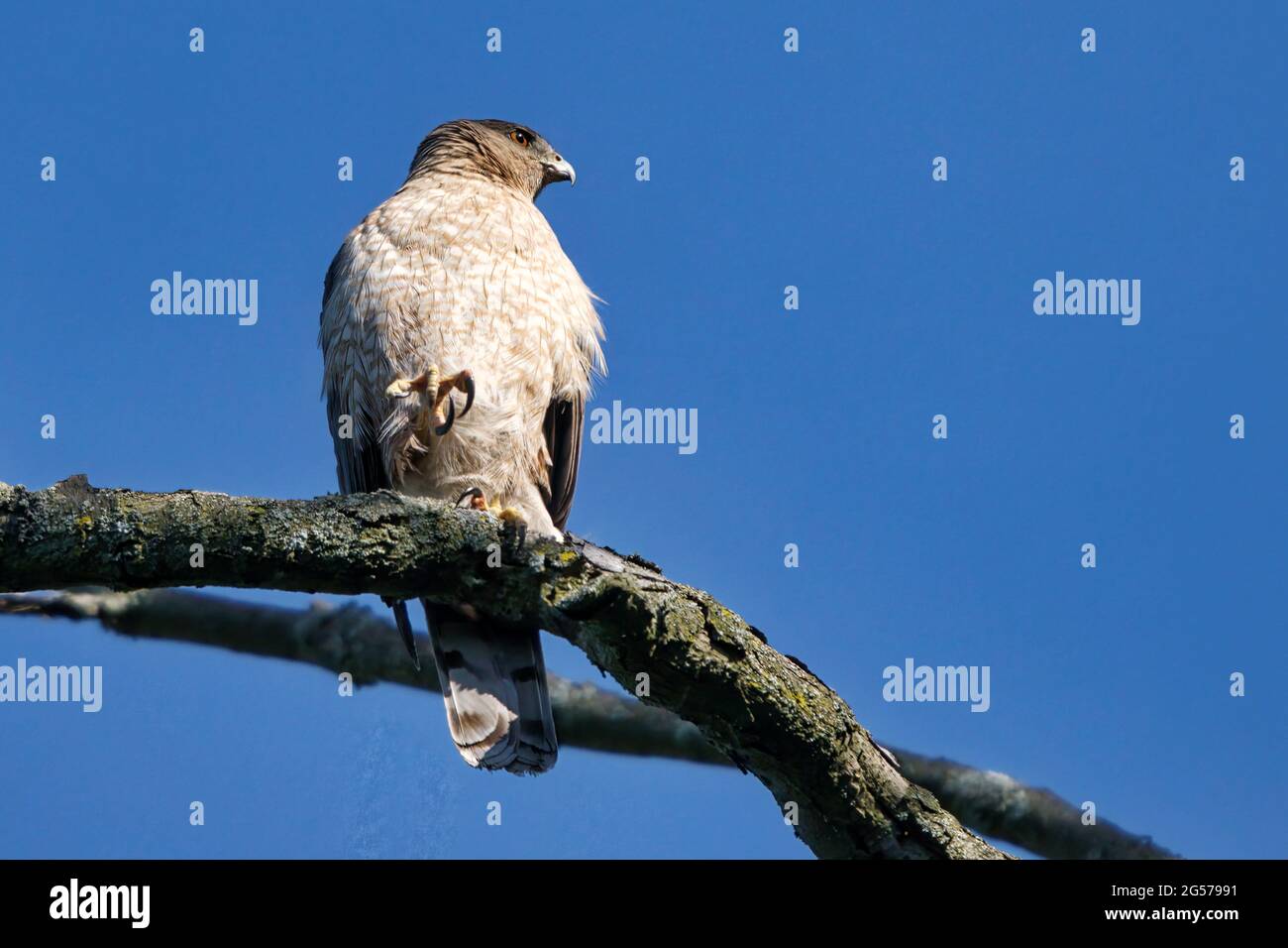 Cooper's Hawk, a mature female, is holding her claw on a bare tree branch while keeping an eye on the nest Stock Photo