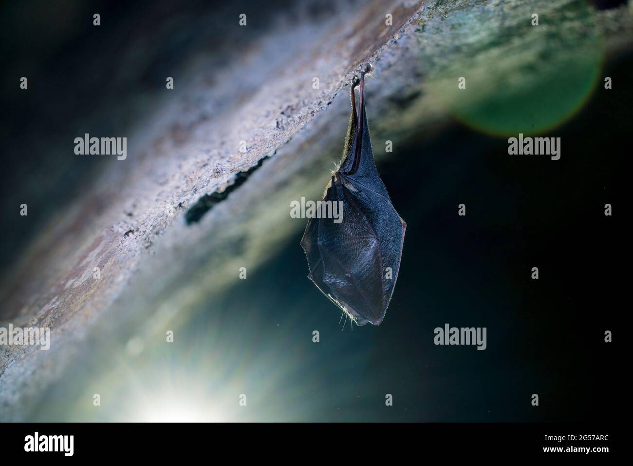 Close up small lesser horseshoe bat covered by wings, hanging upside
