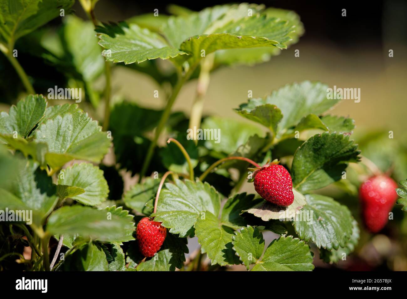 Closeup shot of a strawberry plant growing in the garden on a sunny day ...