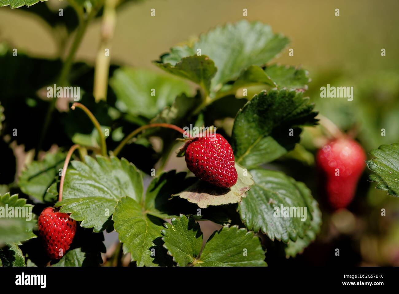 Closeup shot of a strawberry plant growing in the garden on a sunny day ...