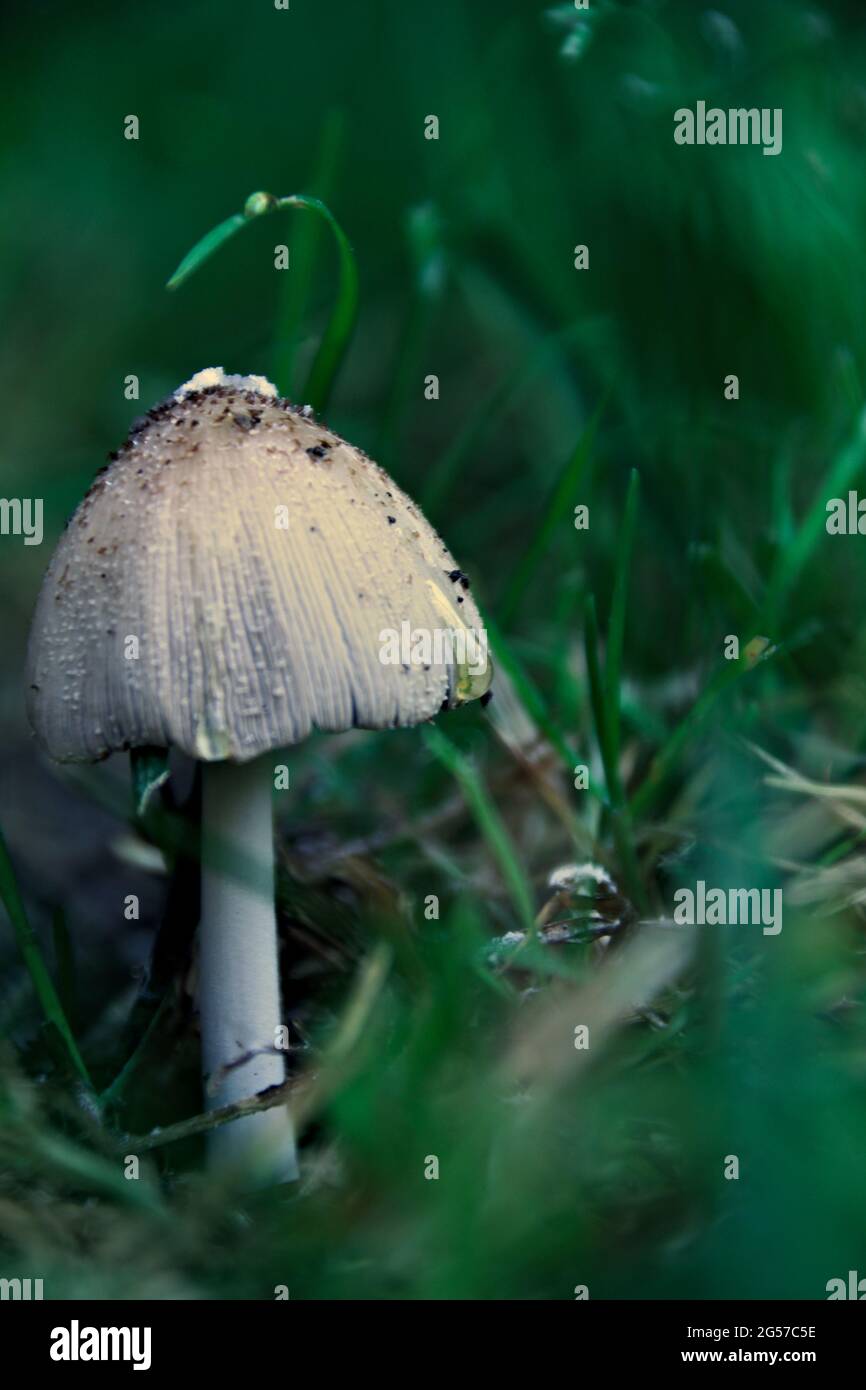 Vertical shot of a growing Coprinellus truncorum mushroom Stock Photo