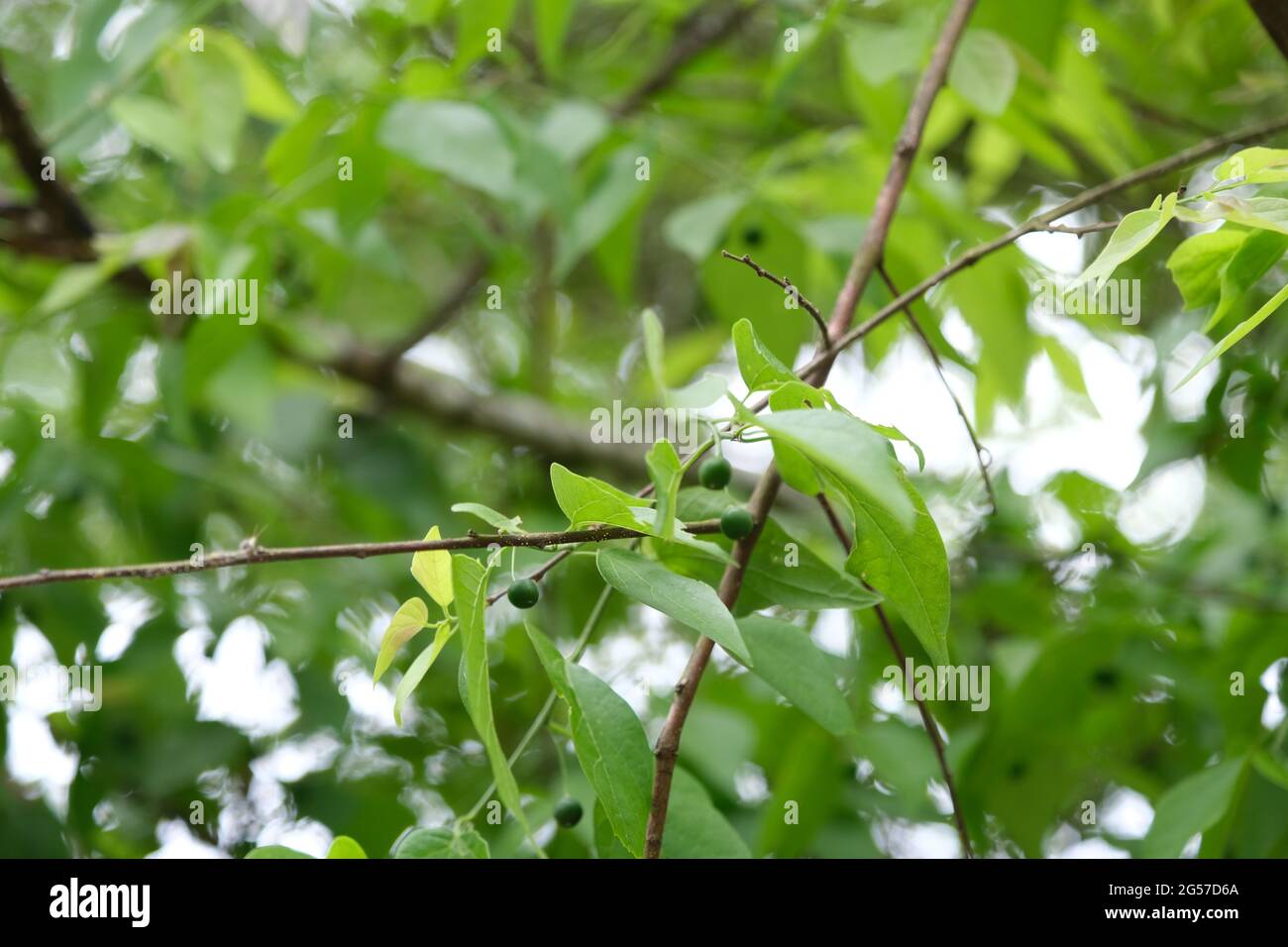 Beginners Guide to Cherry Trees -grow cherry trees from seed